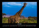Giraffen Fotokalender 2026 - 6