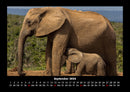 Elefanten Fotokalender 2026 - 9