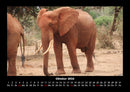 Elefanten Fotokalender 2026 - 10