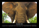 Elefanten Fotokalender 2026 - 12