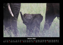 Elefanten Fotokalender 2026 - 1
