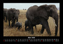 Elefanten Fotokalender 2026 - 3