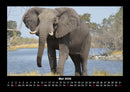 Elefanten Fotokalender 2026 - 5