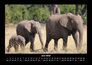 Elefanten Fotokalender 2026 - 6