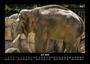 Elefanten Fotokalender 2026 - 7
