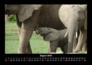 Elefanten Fotokalender 2026 - 8