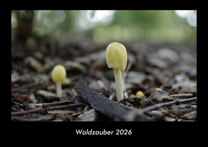 Waldzauber Fotokalender 2026 - Hauptbild