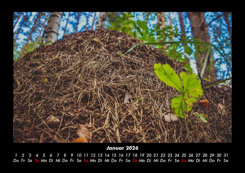 Waldzauber Fotokalender 2026 - 1