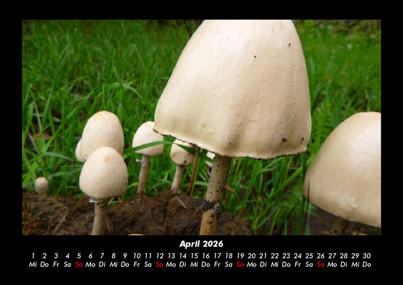 Waldzauber Fotokalender 2026 - 4