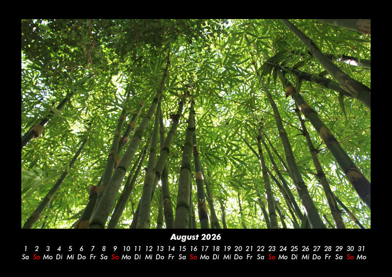 Waldzauber Fotokalender 2026 - 8