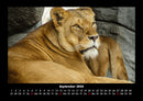 Löwen in der Wildnis Fotokalender 2026 - 9