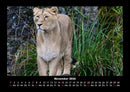 Löwen in der Wildnis Fotokalender 2026 - 11
