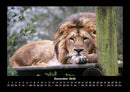 Löwen in der Wildnis Fotokalender 2026 - 12