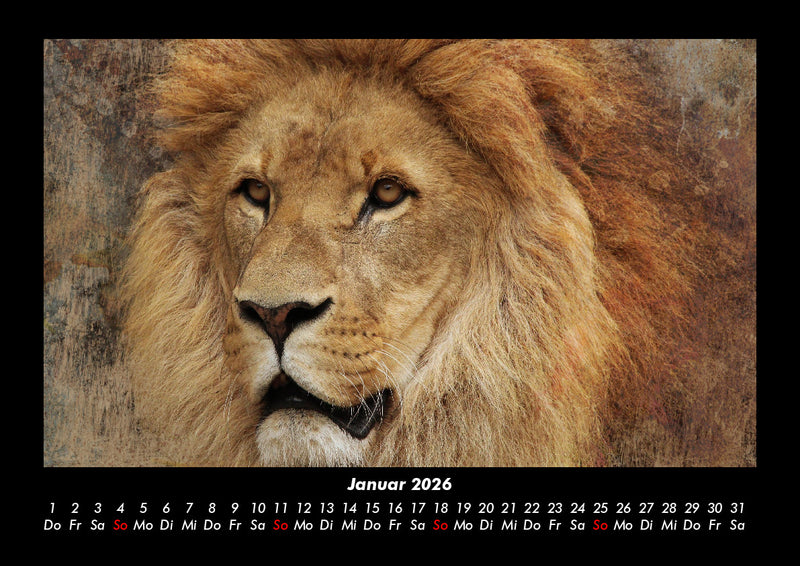 Löwen in der Wildnis Fotokalender 2026 - 1