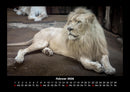 Löwen in der Wildnis Fotokalender 2026 - 2