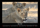Löwen in der Wildnis Fotokalender 2026 - 3