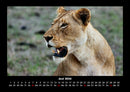 Löwen in der Wildnis Fotokalender 2026 - 6