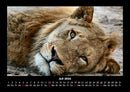 Löwen in der Wildnis Fotokalender 2026 - 7