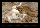 Löwen in der Wildnis Fotokalender 2026 - 8
