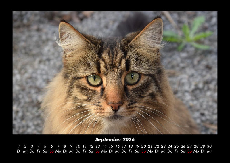 Welt der Tiere Fotokalender 2026 - 9