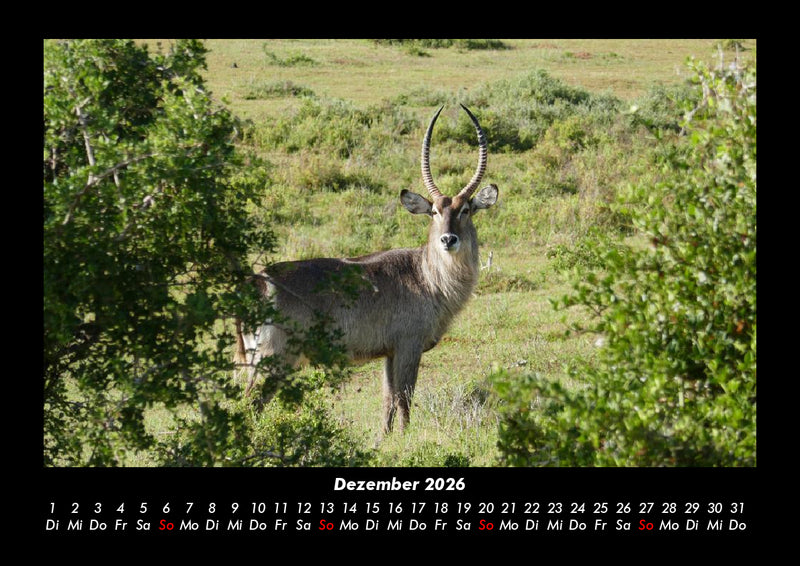 Welt der Tiere Fotokalender 2026 - 12