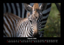 Welt der Tiere Fotokalender 2026 - 2