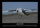 Möwen Fotokalender 2026 - 9