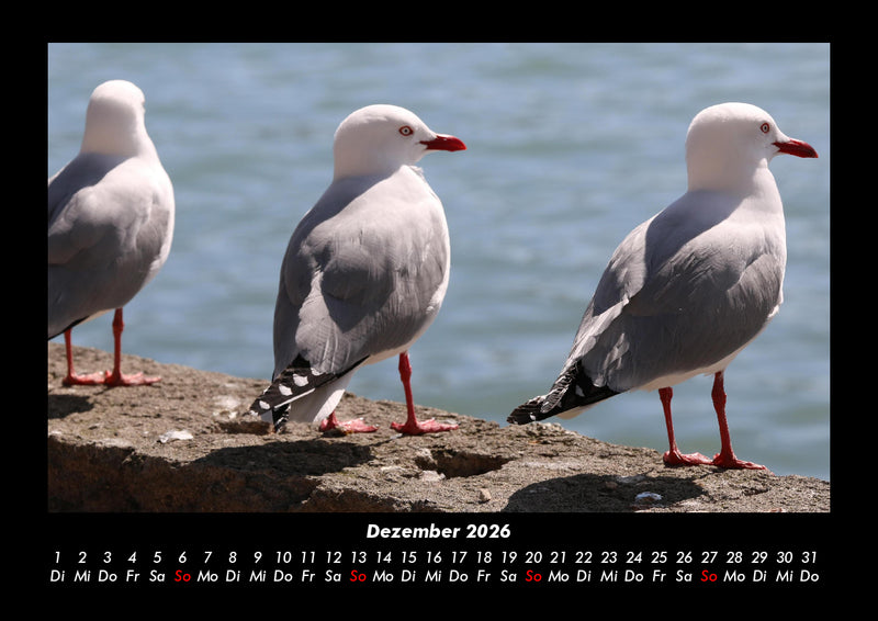 Möwen Fotokalender 2026 - 12