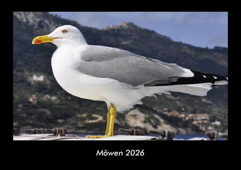 Möwen Fotokalender 2026 - Hauptbild