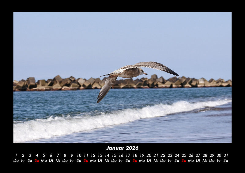 Möwen Fotokalender 2026 - 1