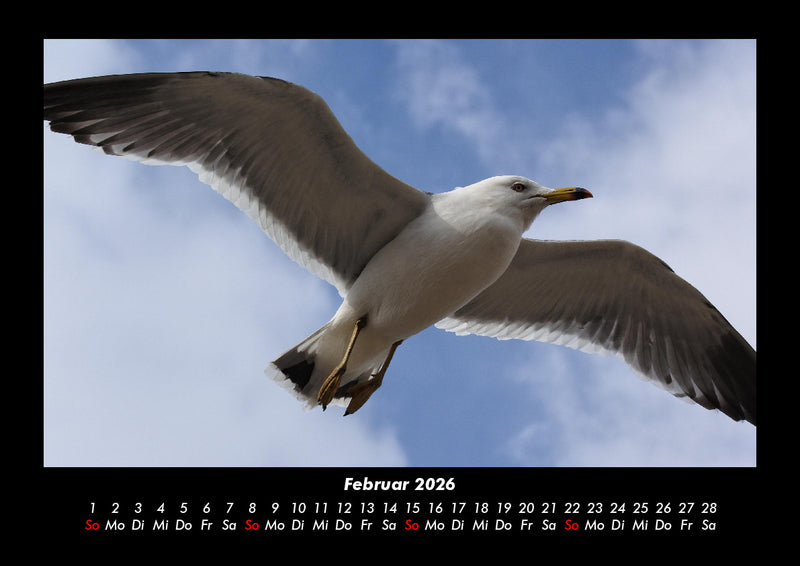 Möwen Fotokalender 2026 - 2