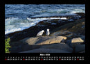 Möwen Fotokalender 2026 - 3