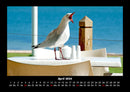 Möwen Fotokalender 2026 - 4