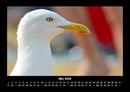 Möwen Fotokalender 2026 - 5
