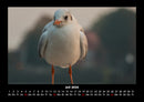 Möwen Fotokalender 2026 - 7
