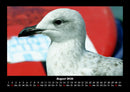 Möwen Fotokalender 2026 - 8