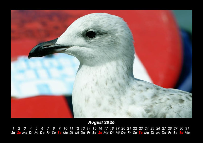 Möwen Fotokalender 2026 - 8