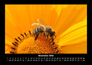 Bien Fotokalender 2026 - 11