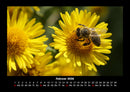 Bien Fotokalender 2026 - 2