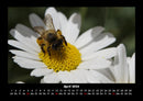Bien Fotokalender 2026 - 4