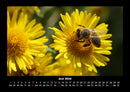 Bien Fotokalender 2026 - 6