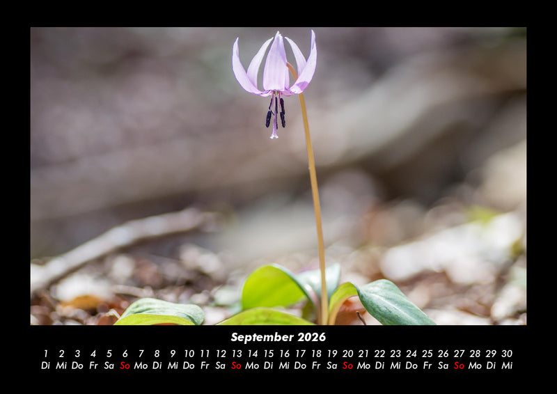 Blumenträume Fotokalender 2026 - 9