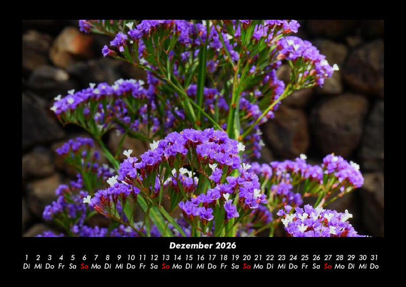 Blumenträume Fotokalender 2026 - 12