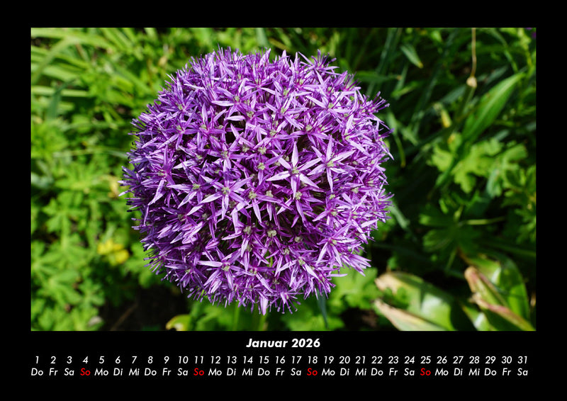 Blumenträume Fotokalender 2026 - 1