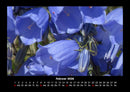 Blumenträume Fotokalender 2026 - 2