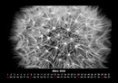 Blumenträume Fotokalender 2026 - 3