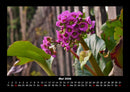 Blumenträume Fotokalender 2026 - 5