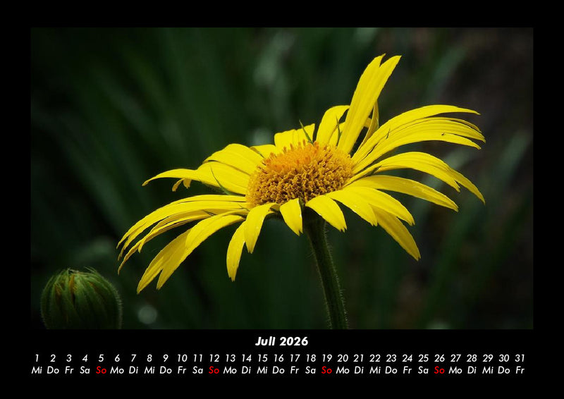 Blumenträume Fotokalender 2026 - 7