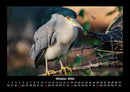 Der Tierkalender Fotokalender 2026 - 10
