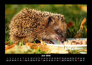 Der Tierkalender Fotokalender 2026 - 6
